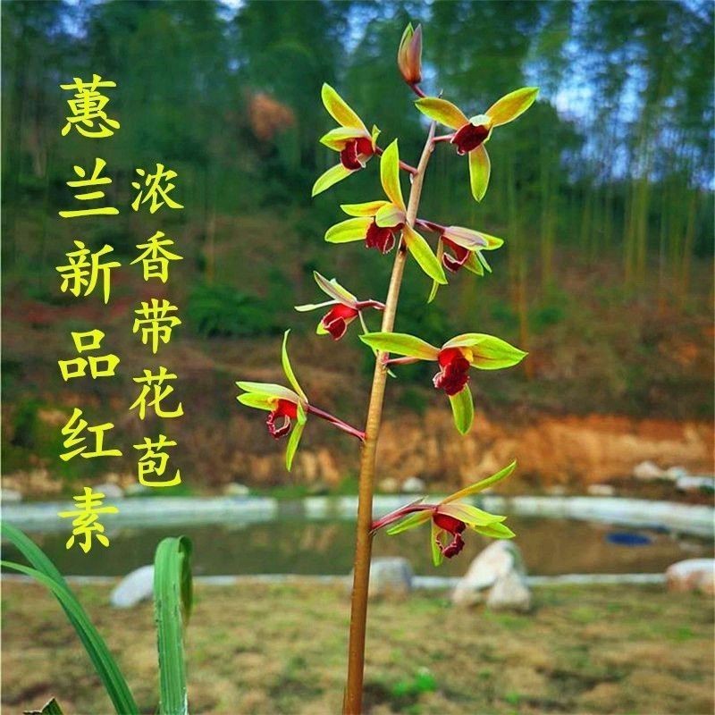 蕙兰带花苞兰花苗【新品红素】高档兰花盆栽室内植物绿植花卉大全