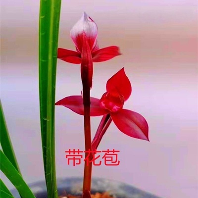兰花带花苞一杆多花浓香型花卉