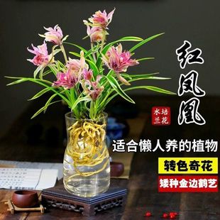 漂亮矮种金边鹤艺兰花【红凤凰】浓香型奇花好养室内盆栽花卉