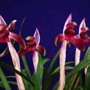 带花苞兰花苗春兰红素【满江红】精品红瓣花开浓香室内盆栽好养活