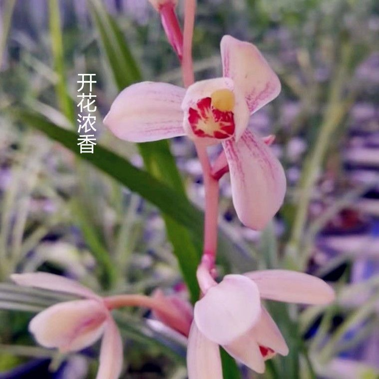开花浓香型高档春兰【粉黛】阳台室内外绿植盆栽好养花卉大全