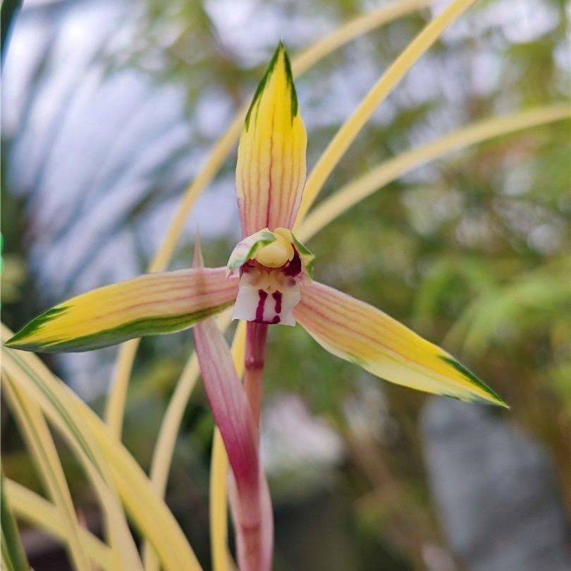 开花浓香型兰花 春兰 北伦之光花卉室内绿植盆高档艺草好养,鲜花速递/花卉仿真/绿植园艺,国兰/杂交兰/洋兰类,淘宝优惠券,粉丝福利购,淘宝优惠卷