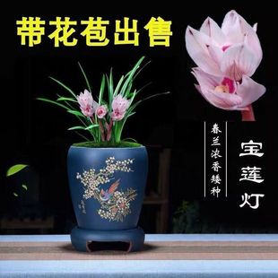 带花苞春兰花卉大全【宝莲灯】矮种兰花苗浓香室内客厅办公室绿植