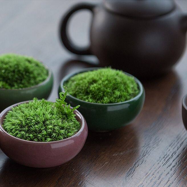 新疆包邮喷水就活青苔办