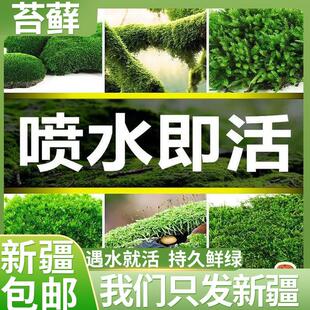 新疆西藏包邮现采新鲜苔藓微景观DIY创意迷你植物大灰藓青苔盆景