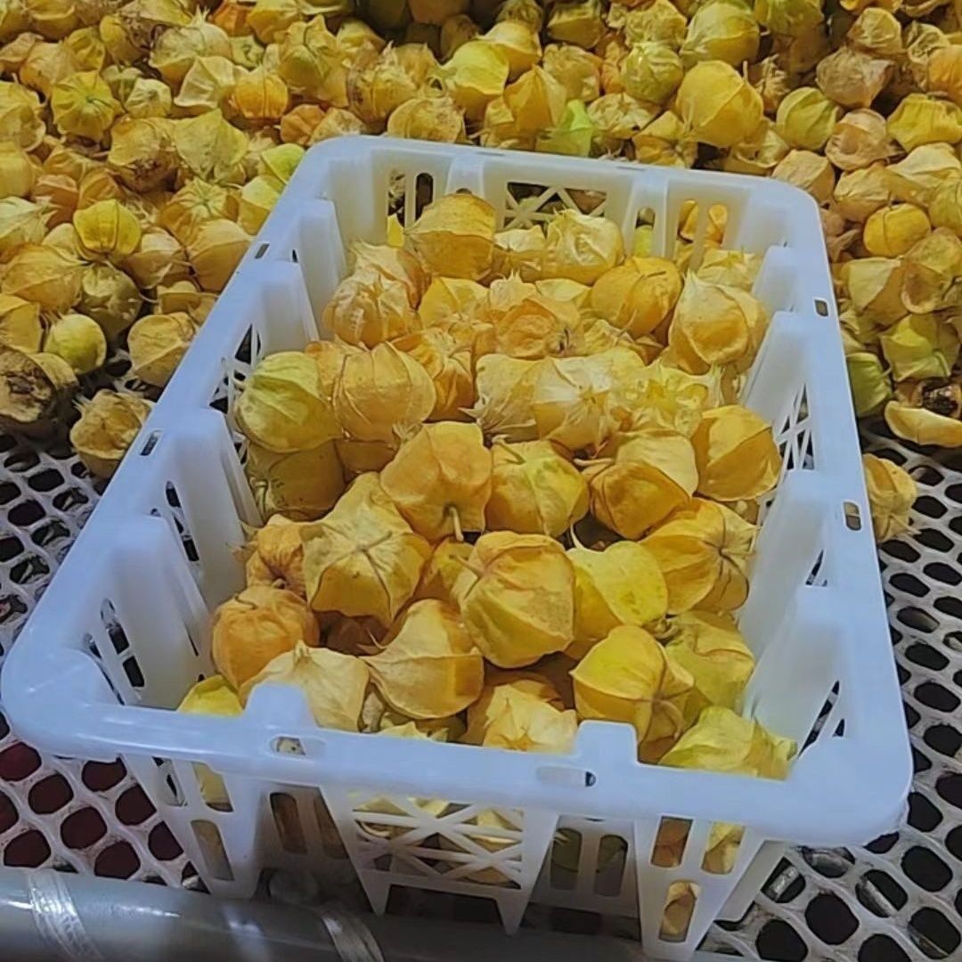 正宗新鲜云南姑娘果灯笼果黄菇娘当季新鲜现摘稀有水果整箱批发,水产肉类/新鲜蔬果/熟食,菇娘果/灯笼果,淘宝优惠券,粉丝福利购,淘宝优惠卷