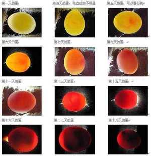 直销鹦鹉蛋受精可孵化玄凤鹦鹉受精蛋种蛋新鲜受精卵特色鹦鹉丹虎