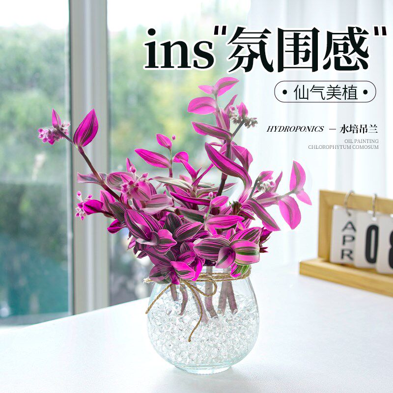 热销油画婚礼吊兰多肉植物绿植盆栽盆景老桩水培水养小苗花卉摆件