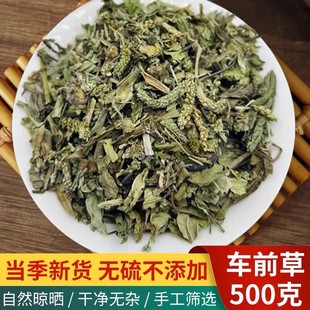 车前草中药材野生车前草猫爪草泡茶新鲜干货车轮500g当季新货无硫