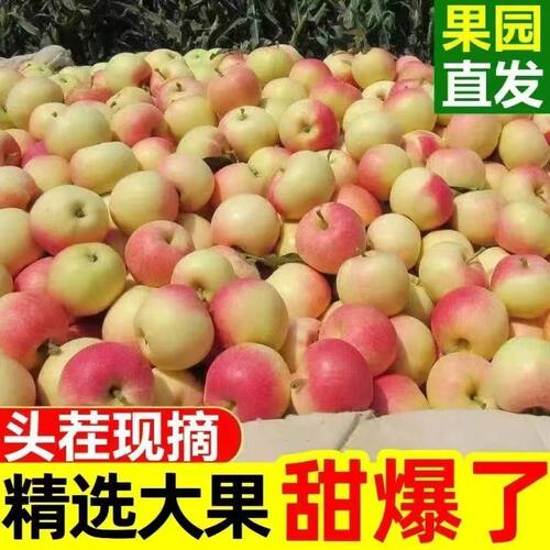 甘肃嘎啦苹果新鲜现摘原产地现摘