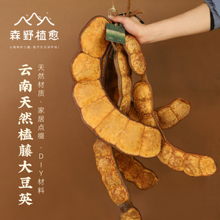 【一物一拍】森野植愈大豆荚墙挂云南天然巨型种子植物果实装饰物