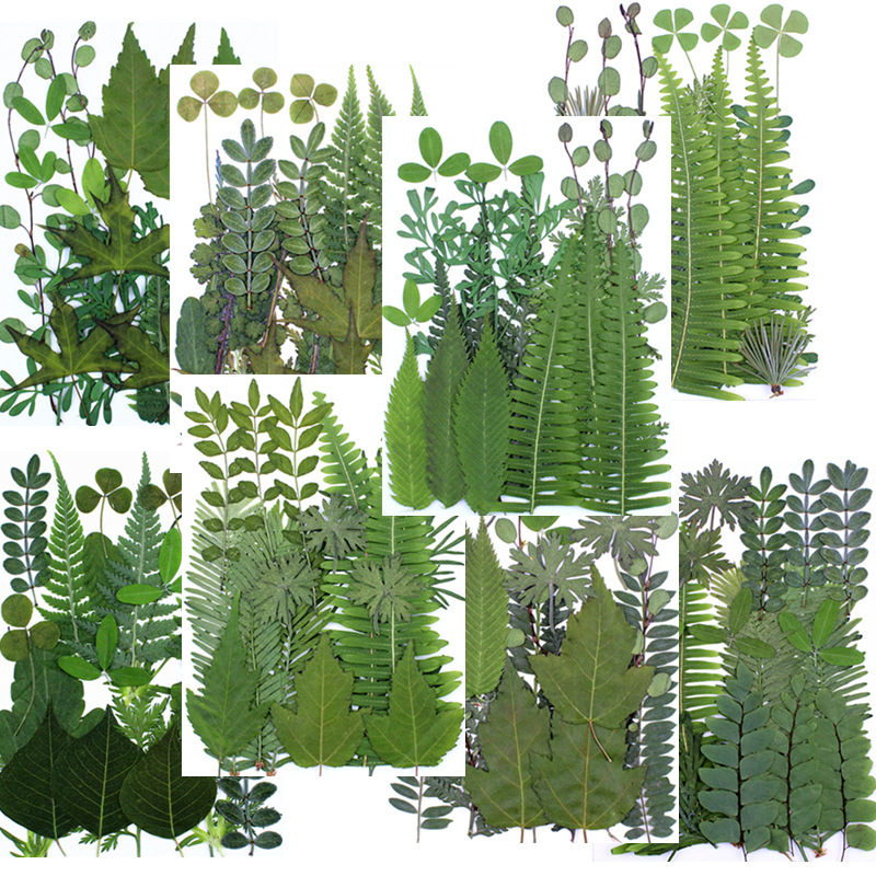 推荐绿叶组合包 真树叶植物标本贴画 干花装饰  干叶片材料包拍摄图片