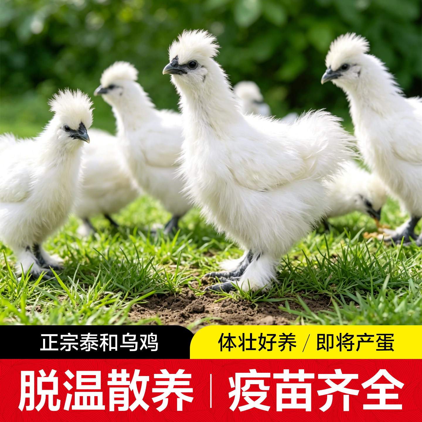 正宗泰和乌鸡原种乌骨鸡五谷林下散养整只活乌鸡生鲜白凤乌鸡活体