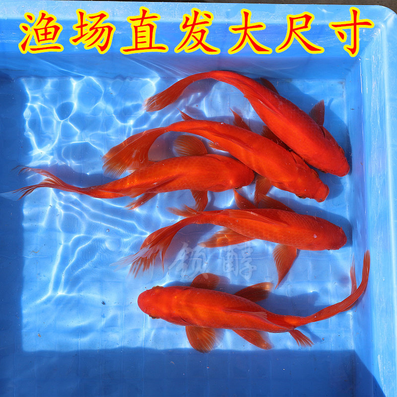 观赏草金鱼冷水鱼苗红色鱼好养耐活观赏鱼淡水招财锦鲤锦鲫红草鱼