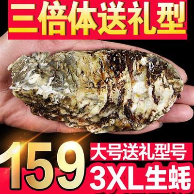 正宗鲜活乳山牡蛎新鲜海鲜水产肉 带壳大生蚝海蛎子10斤装3XL特大