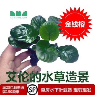 水草造景沉木水榕直接沉水不用种金钱榕小巴榕尖叶榕小 热销艾伦