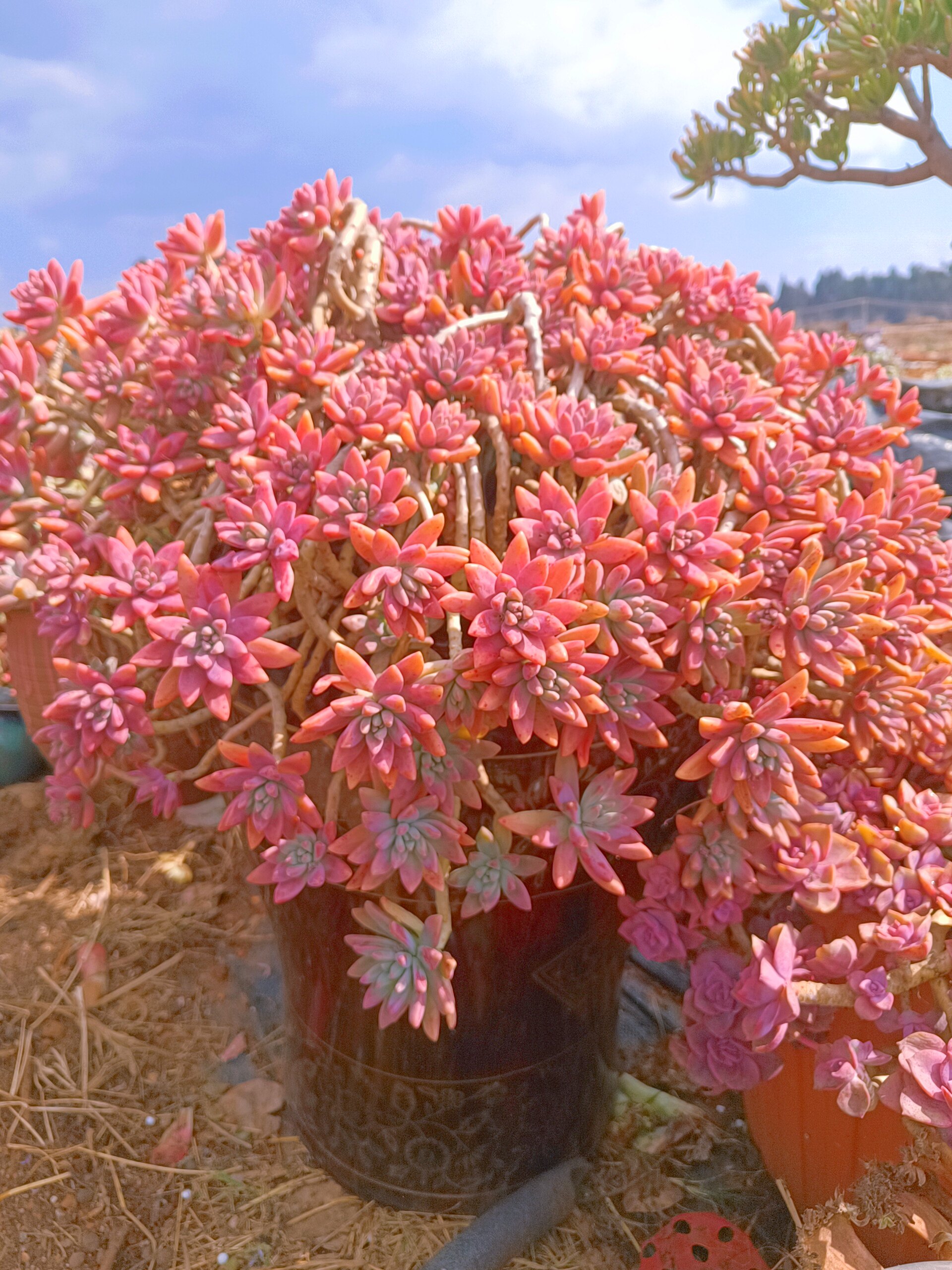 精品老桩多肉植物直播间现场展示多肉植物