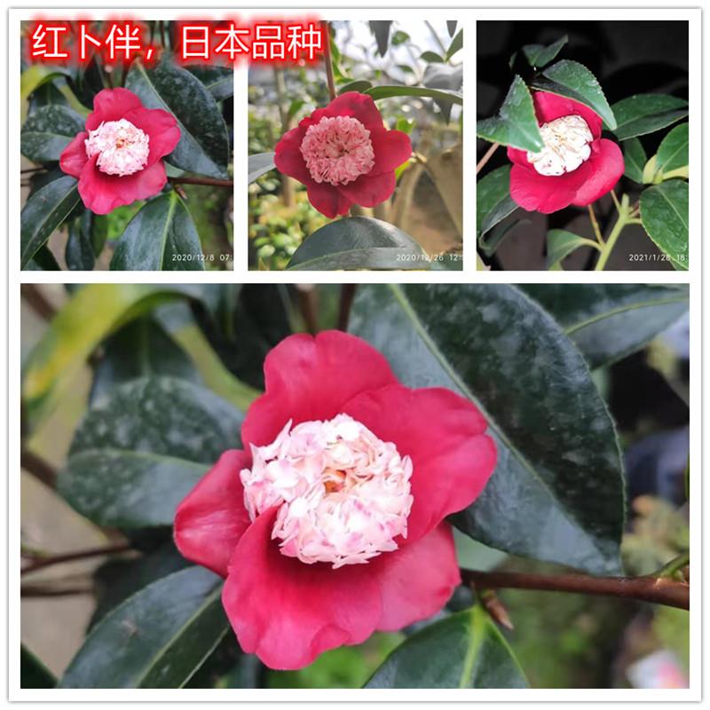 卜伴茶花 白卜伴 佐渡红覆轮 王冠日系茶花