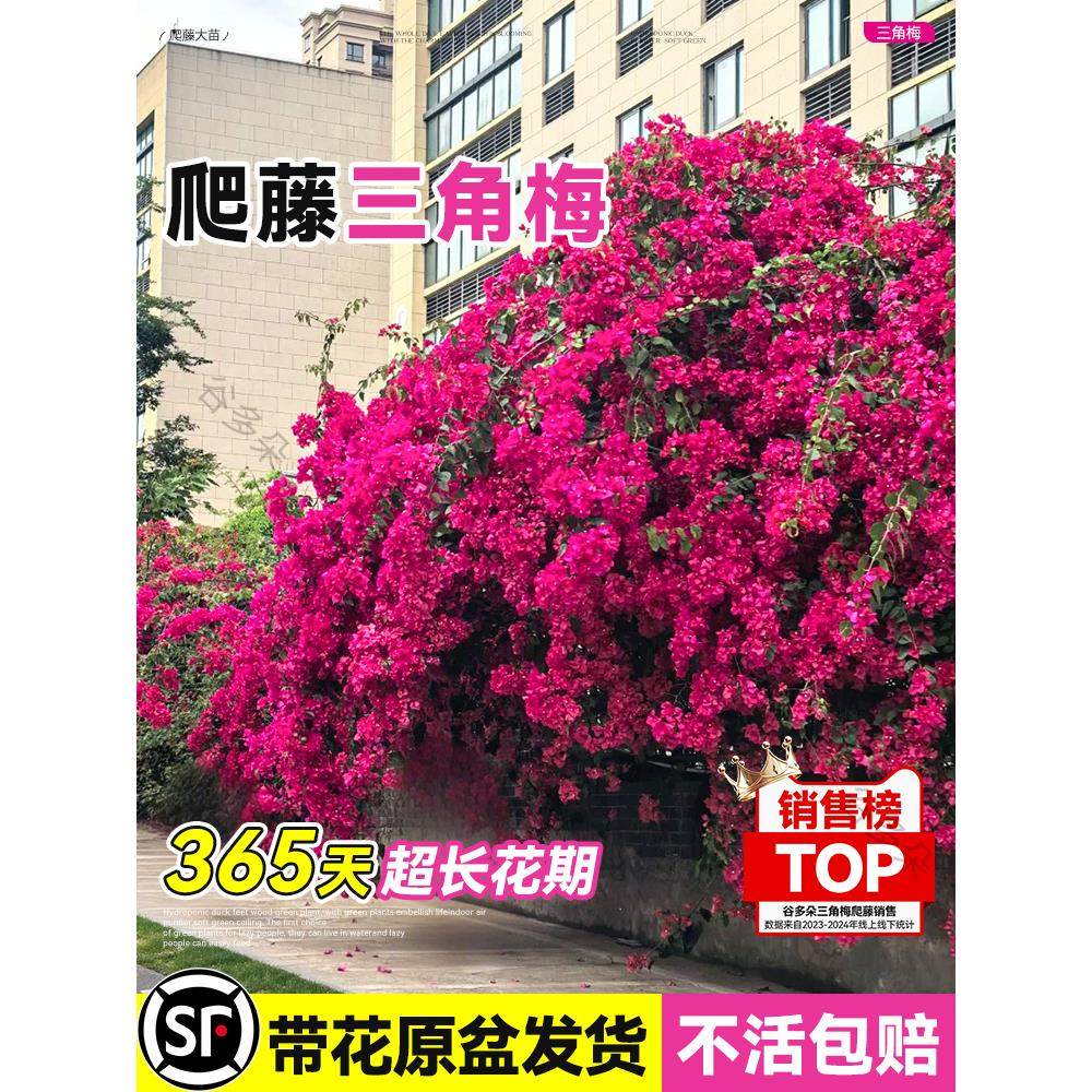 爬藤三角梅盆栽绿樱红樱老桩带花发货阳台庭院花卉绿植物四季常青,鲜花速递/花卉仿真/绿植园艺,绣球/木绣球/木本植物,淘宝优惠券,粉丝福利购,淘宝优惠卷