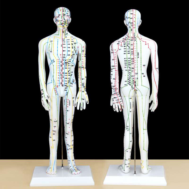 珞亚山川男模型白色刻字人体模型穴位模型男模人模型经络穴位模型