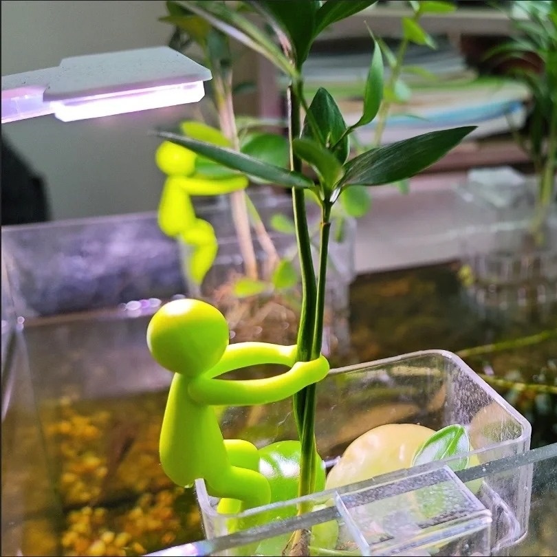 水培植物固定支架防止歪斜