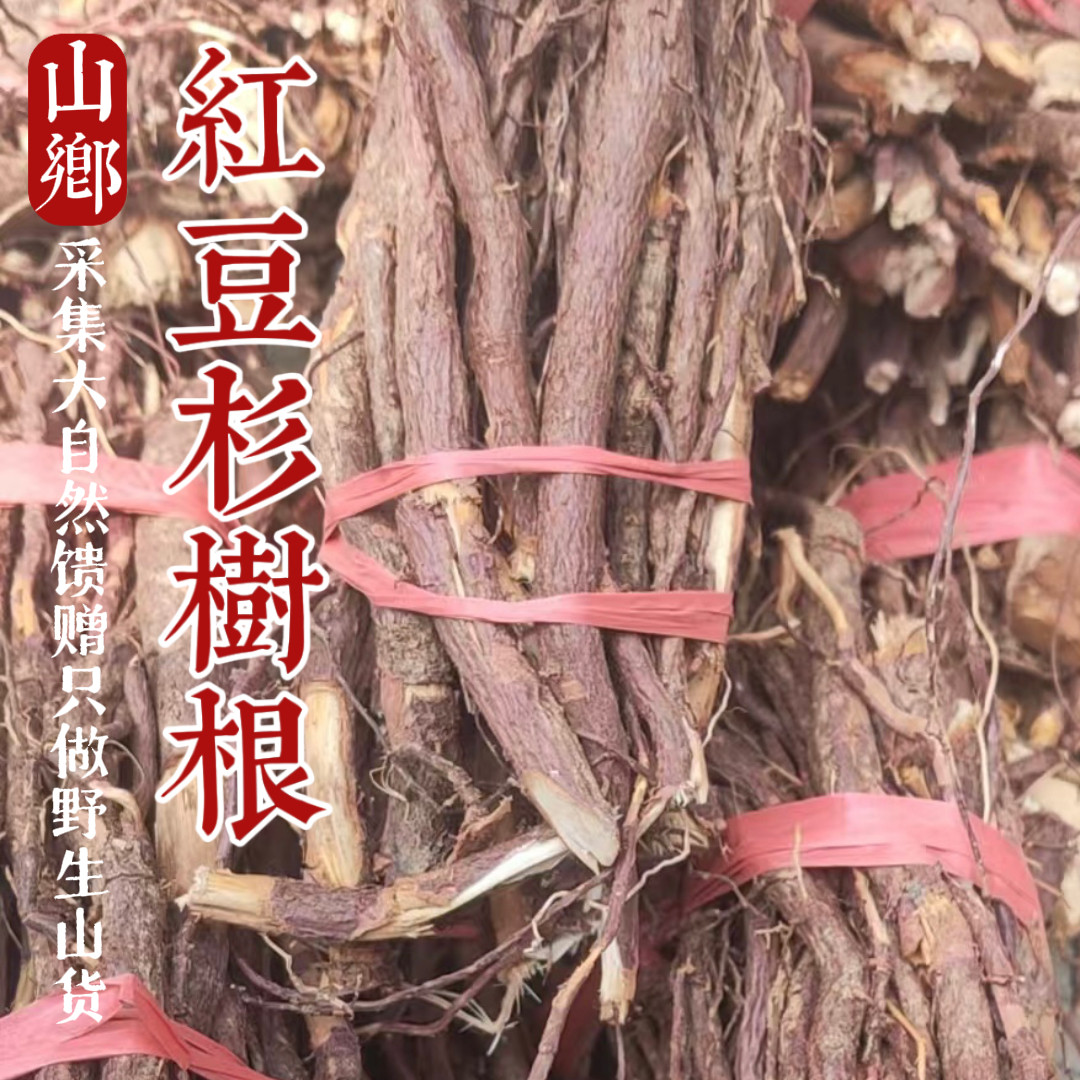 宜兰山红/豆杉根炖排骨