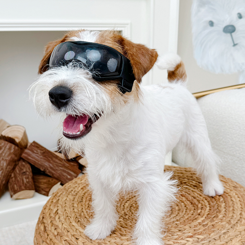 酷炫机车风狗狗猫咪防风护目镜