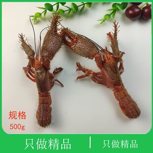 大连海鲜新鲜鼓虾花虾怪芦沟虾鹿港虾猴嘎巴虾夹板虾鲜活海虾毛虾