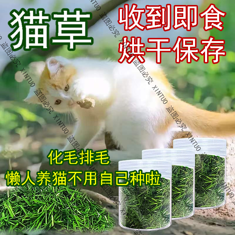 XINTUO成品猫草烘干即食猫咪专用去毛球新鲜小麦草清口气助消化