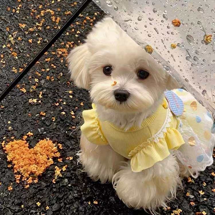 狗狗衣服小狗薄款秋天连衣裙宠物