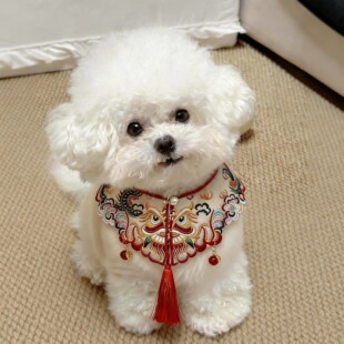 新年狗狗围脖宠物口水巾小配饰围巾围兜喜庆过年装扮中国风云肩