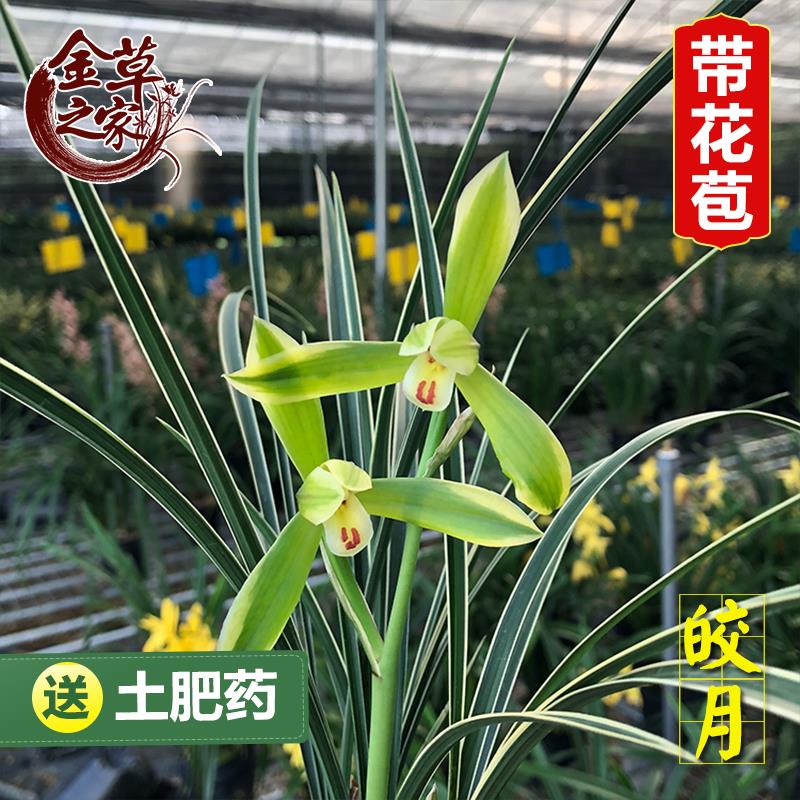 兰花苗带花苞 皎月 春兰边草铭品金边线 线艺春季室内绿植花卉盆