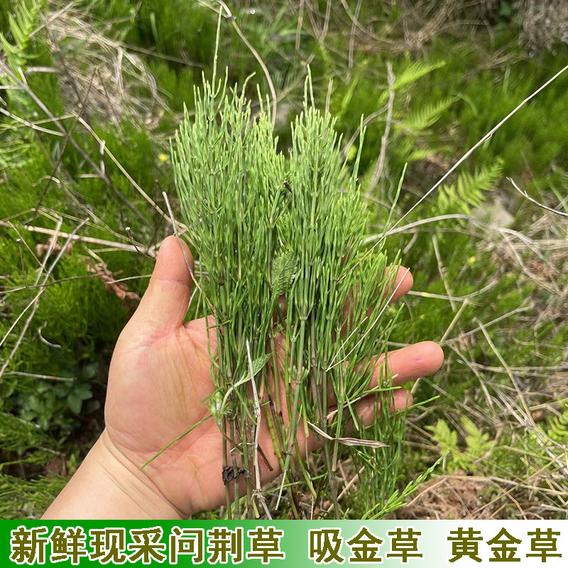 新鲜现采野问荆草野外采摘吸金草人工挑选黄金草农村现发野草包邮