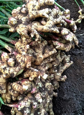 老品种正宗小黄姜嫩姜仔新鲜生姜农家老姜自种土黄姜种姜月子现挖