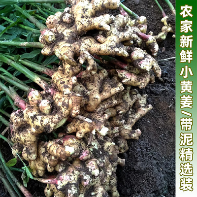 新鲜湖北泡菜斤装包邮嫩姜