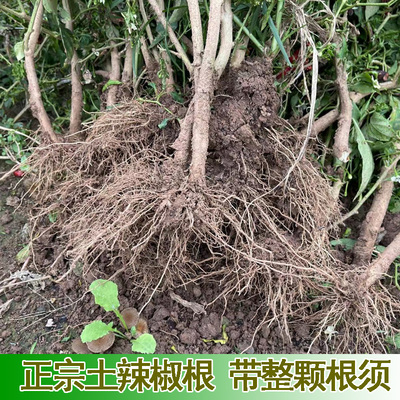 新鲜土辣椒根辣椒须根