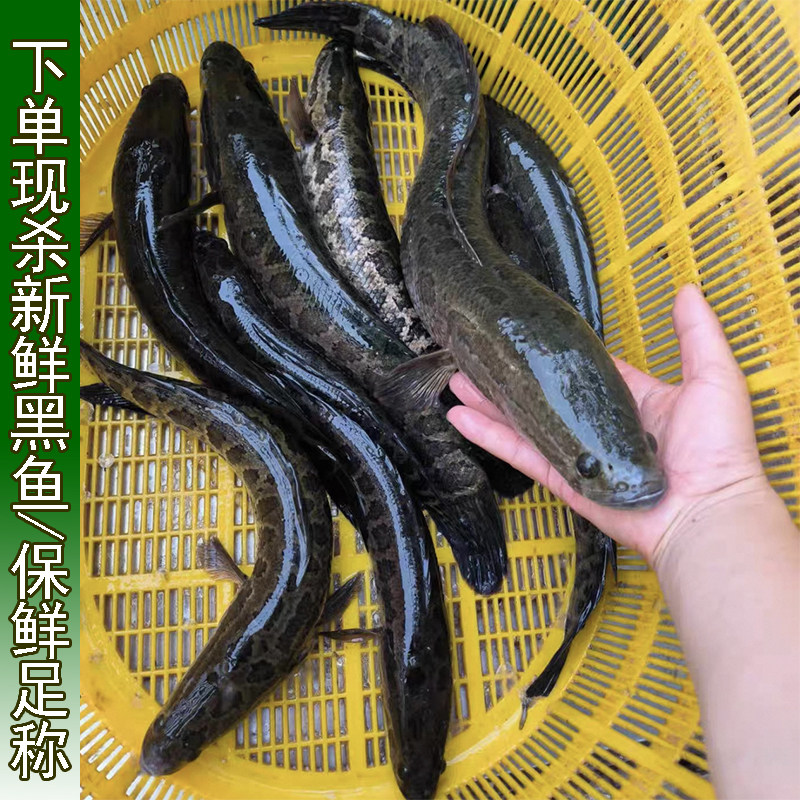 湖北淡水水产黑鱼乌鱼乌棒才鱼才鱼财鱼炖汤整鱼足称鲜活现杀炖汤