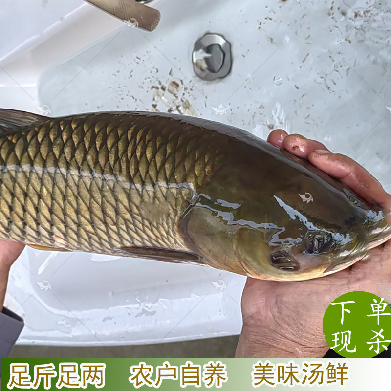 农家自家鱼塘大草鱼割鱼草喂养