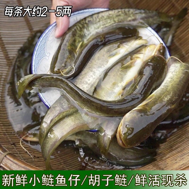 小鲶鱼胡子鲶本地土鲶鱼河