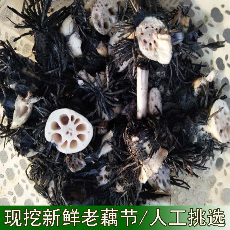 藕结新鲜带须现挖现发