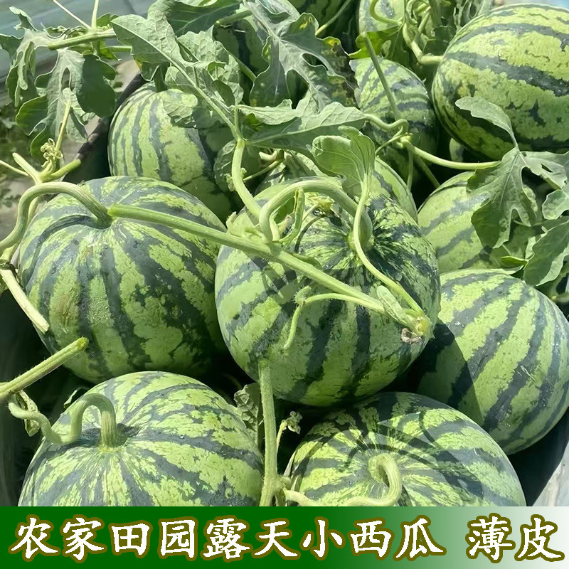 农家田园露天小西瓜水果新鲜脆甜多汁大西瓜皮薄超甜现摘现发甜瓜