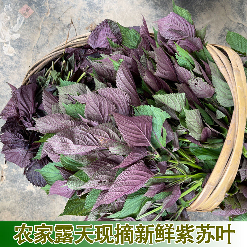 新鲜紫苏农户自种现摘紫苏叶可食用四季蔬菜紫苏叶子搭配烤鱼凉拌,水产肉类/新鲜蔬果/熟食,其它,淘宝优惠券,粉丝福利购,淘宝优惠卷