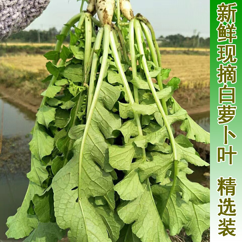 新鲜现摘白萝卜叶子农家萝卜缨子偏方萝卜菜五行汤白萝卜叶子包邮,水产肉类/新鲜蔬果/熟食,叶菜类,淘宝优惠券,粉丝福利购,淘宝优惠卷