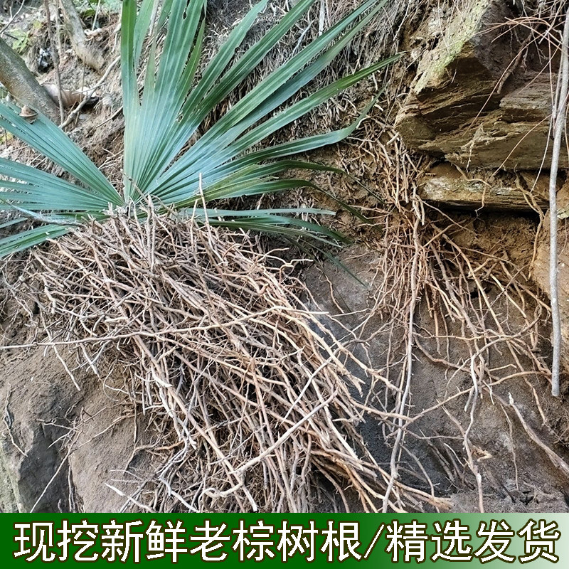 现挖新鲜棕树根老棕榈树根深山棕榈根正宗棕榈根须新鲜精选装棕根