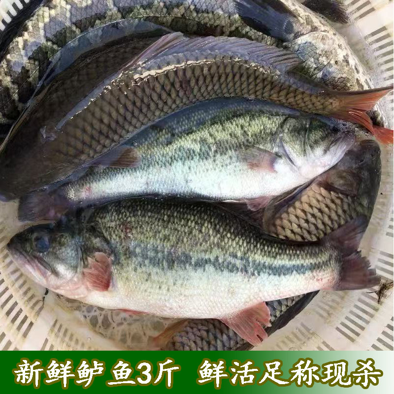 新鲜鲈鱼3斤装淡水鱼大口黑鲈鱼鲈鱼活鱼足称现杀大鲈鱼 清蒸鲈鱼