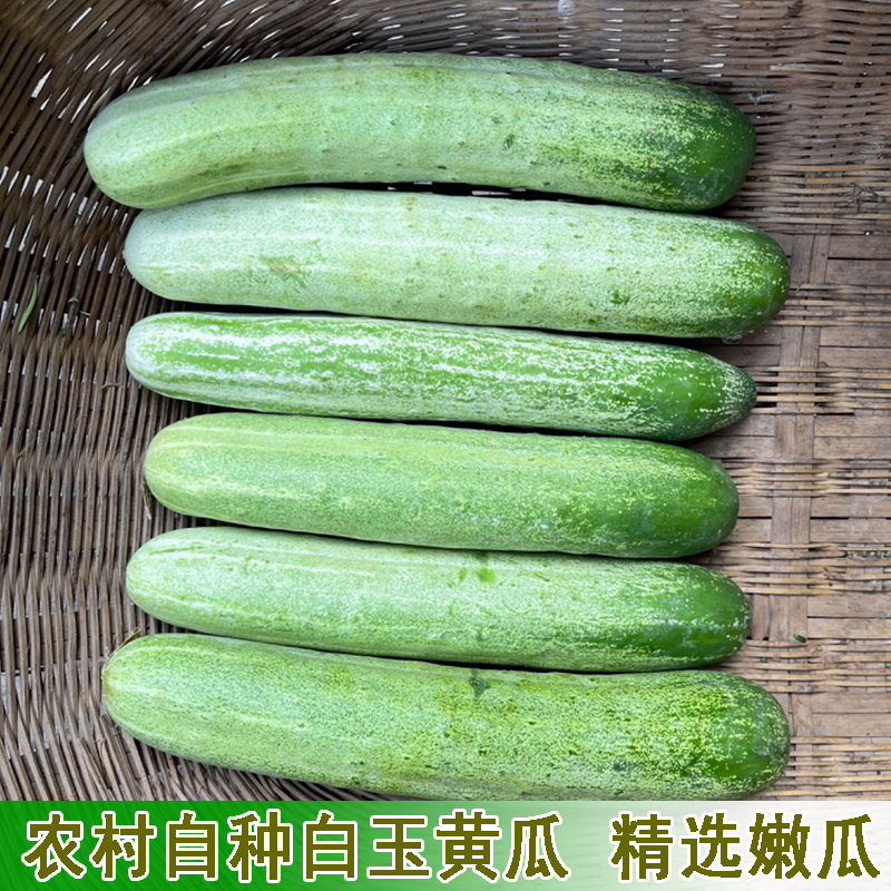 农家菜园嫩黄瓜现摘新鲜白玉黄瓜小脆黄瓜孕妇生吃蔬菜水果精选装