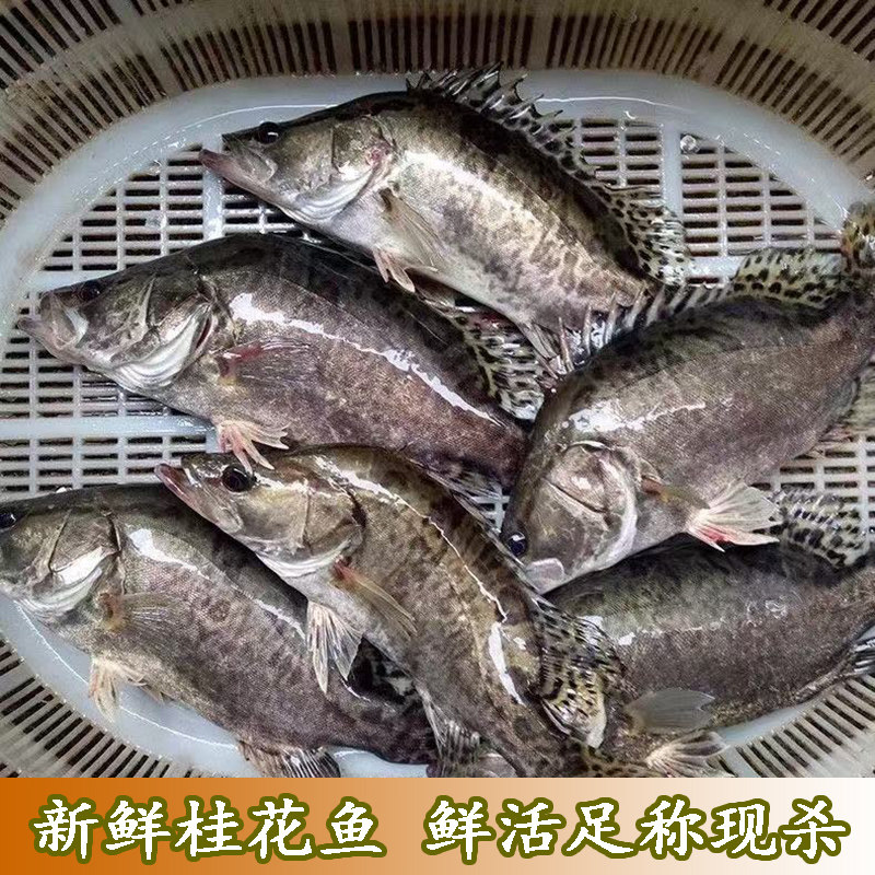 新鲜桂花鱼足称现杀鳜鱼鳌花鱼鲜嫩淡水鱼季花鱼桂花鱼  新鲜水产