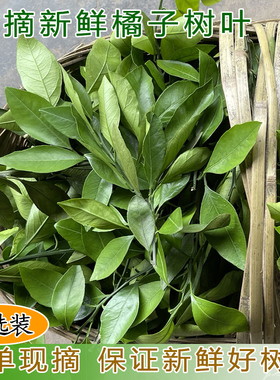 宜昌农户新鲜柑橘叶橘子叶桔子叶橙树叶子艺术装饰绿色点缀