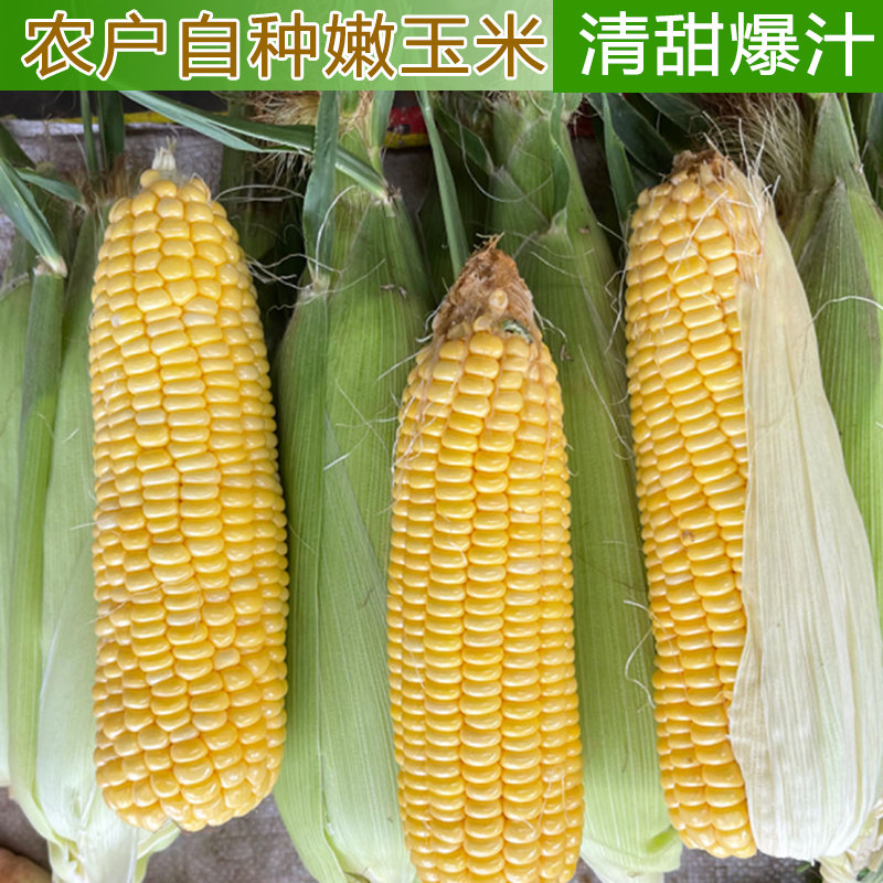 水果黄玉米玉米棒子农家自种农村