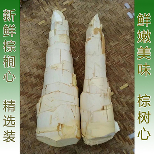 棕榈树嫩尖新鲜棕树头棕榈心新鲜甜棕树心下单现砍棕榈芯